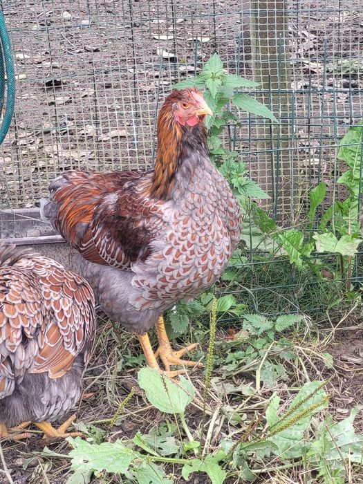 Wyandotte - sprzedam koguty