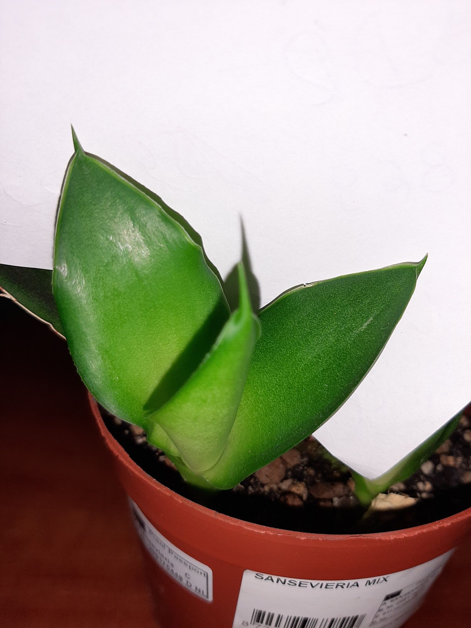 Sansevieria Star Iguana,  kolekcjonerska