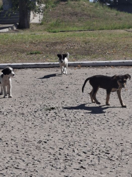 Цуцики та прецики, в гарні руки безкошовно