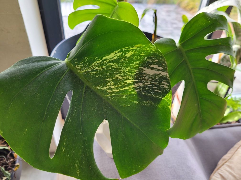 Monstera variegata roślina doniczkowa rosnąca 3 liście kolekcjonerska