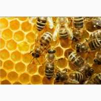 Продам безсотові бджолопакети