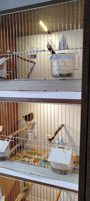 Kanarki zielone z 2025 roku