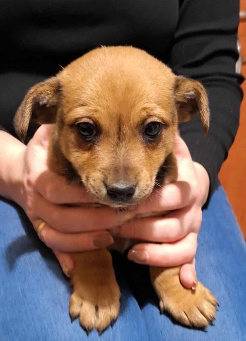 Oddam pieski w dobre ręce.