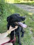 Maxio pies w typie labradora