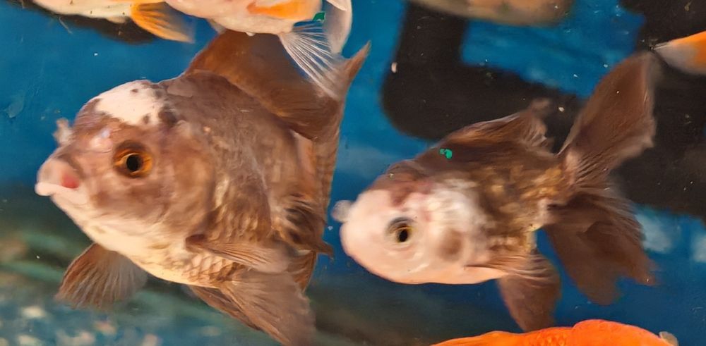 Welon oranda panda Aquafizz Creative