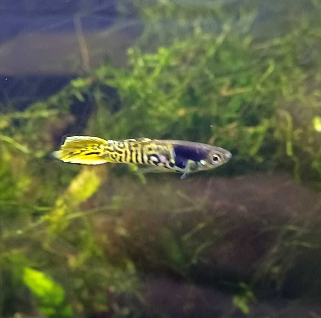 Rybki do akwarium - Gupiki Endlera Yellow Tiger