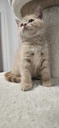 Kot brytyjski beżowy krótkowłosy piękny