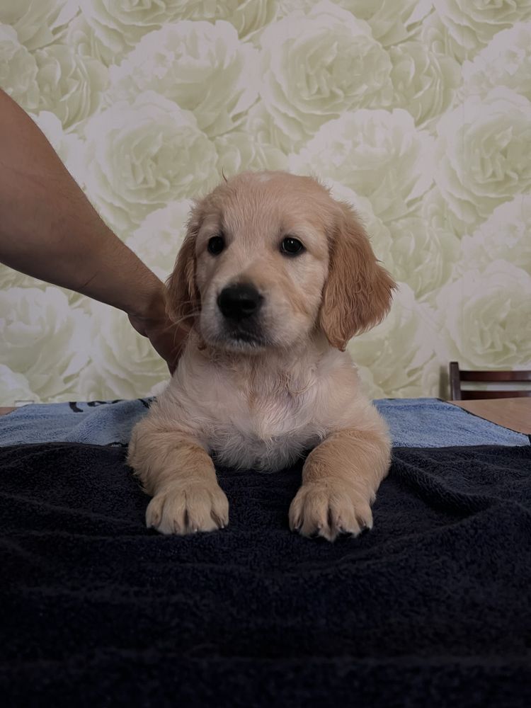 Щенки Golden Retriever. Золотистый ретривер с документами