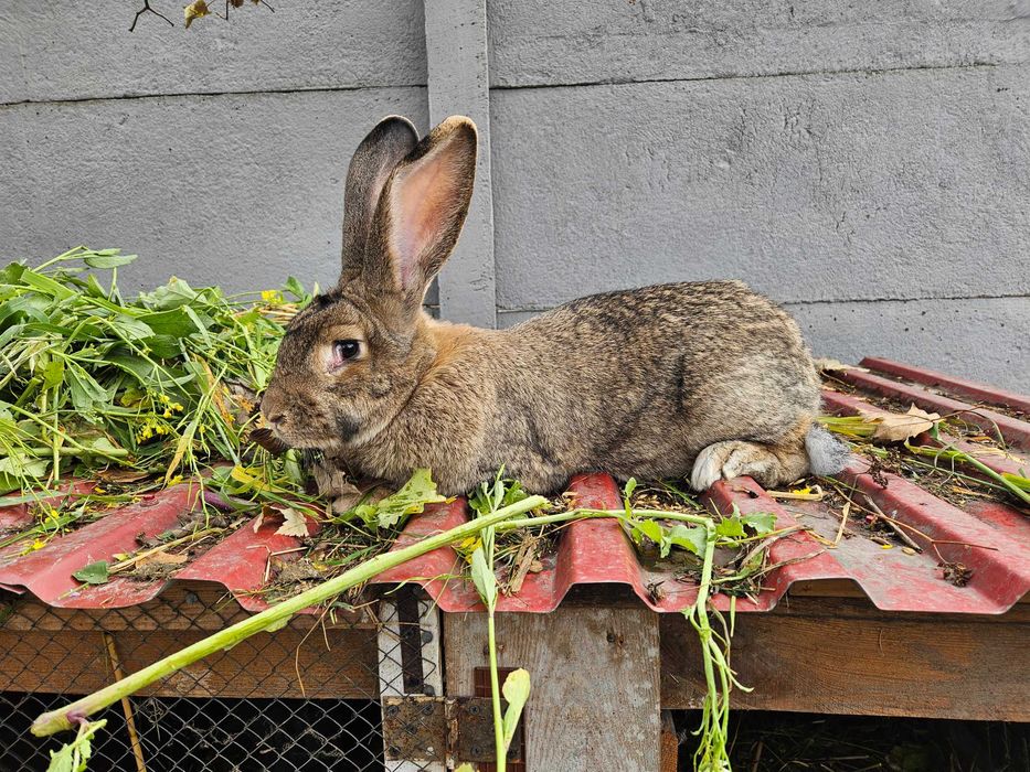 Sprzedam króliki