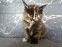 Przeurocza koteczka Maine Coon