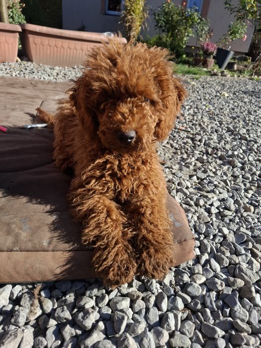 Suczka pudel miniaturowy Red 4,5 miesięczna