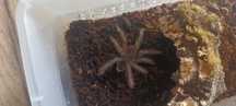 Theraphosa Blondi L2