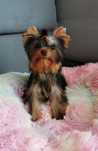 Yorkshire terrier śliczny malutki słodziak