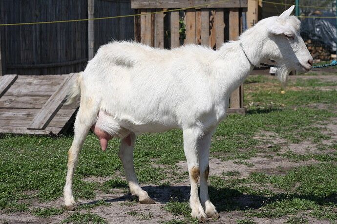 Коза робоча в день 5 літрів молока