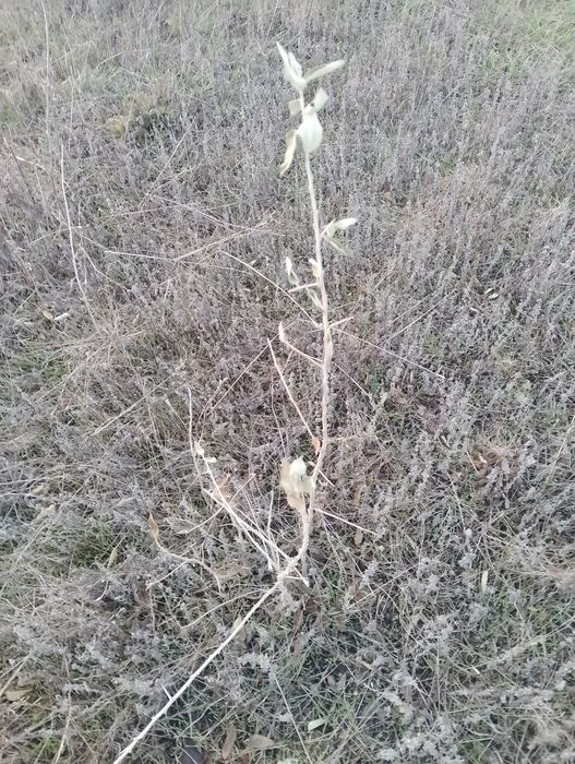 Маслина дикая,степная.