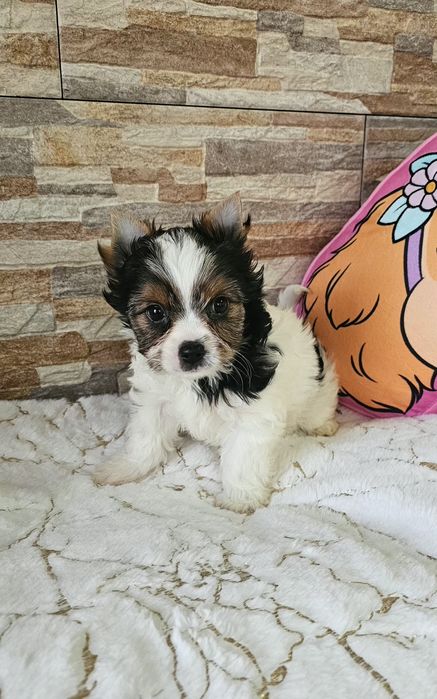 Yorkshire Terrier Biewer cudna  sunia york