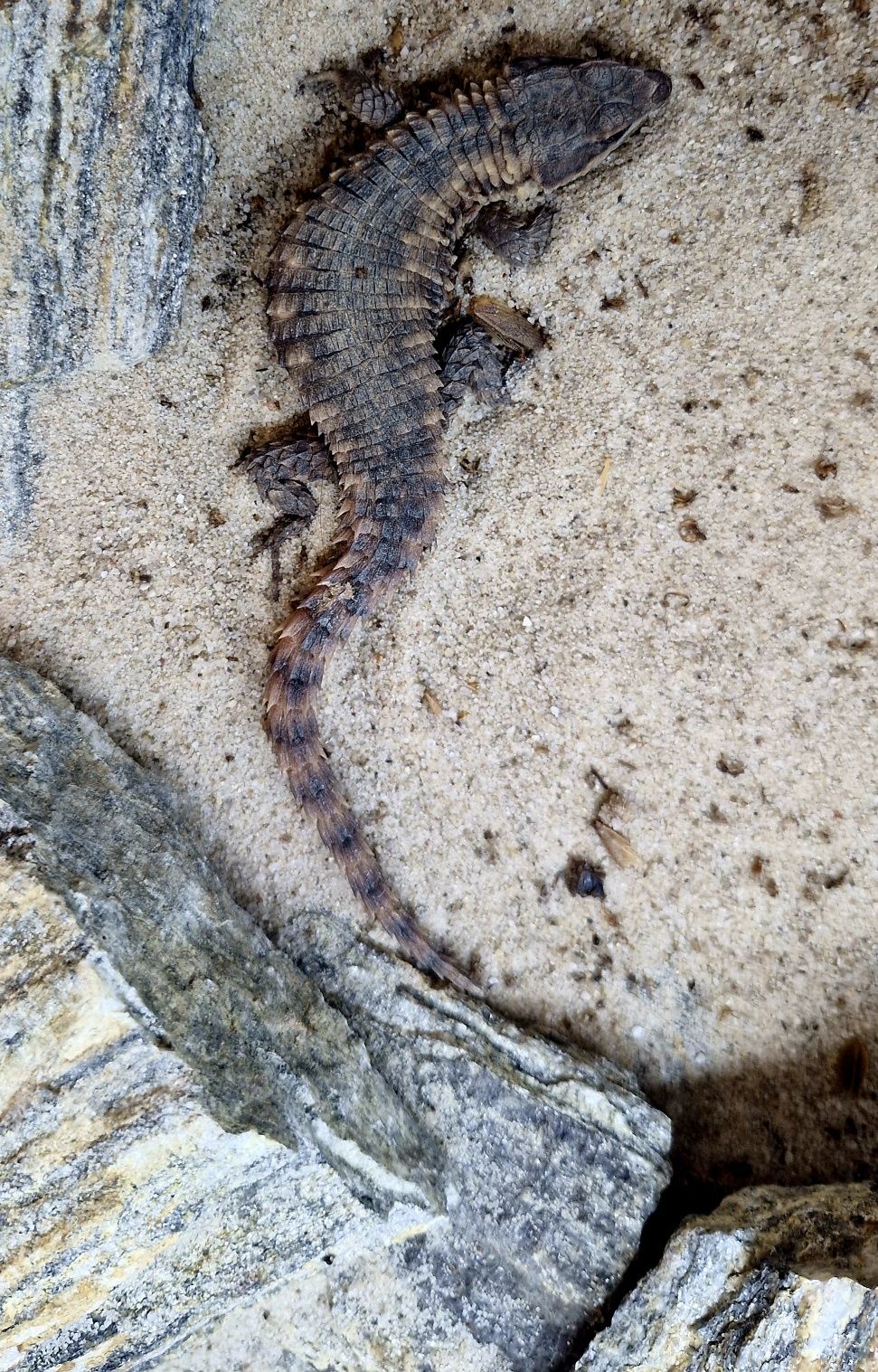 Szyszkowiec Cordylus Beraducci