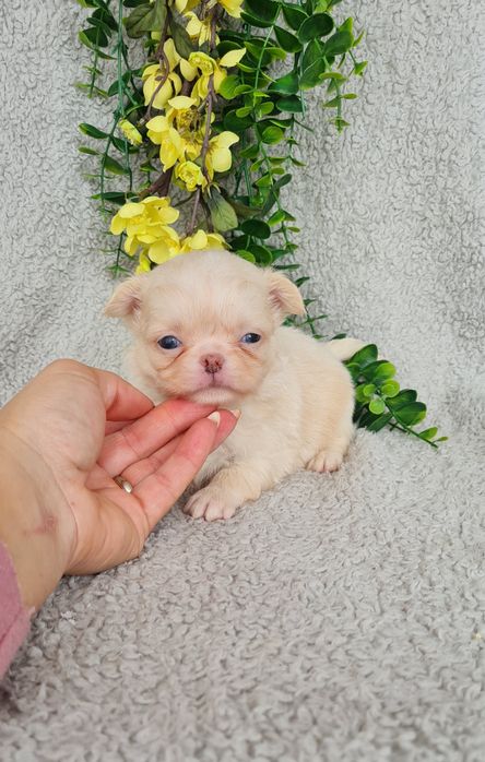 Excecional menina mini pelo longo Chihuahua/Chiuaua LinhagemRussa