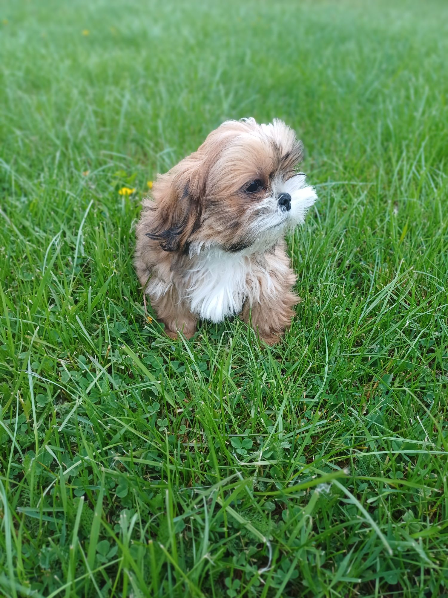 Shih Tzu chłopak złoty z białym gotowy na nowy domek.