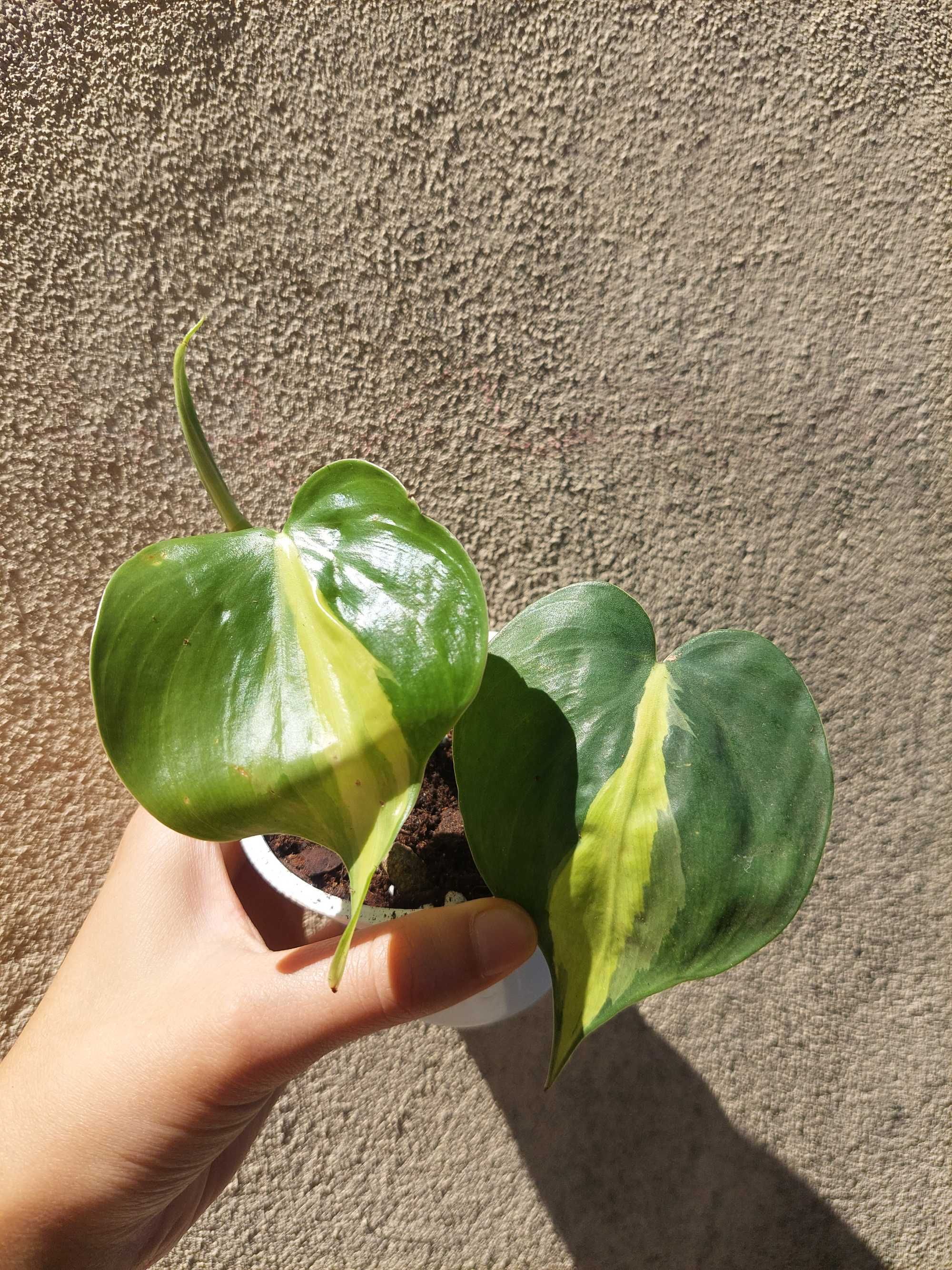 [Planta] Philodendron Brasil