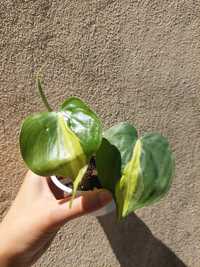 [Planta] Philodendron Brasil