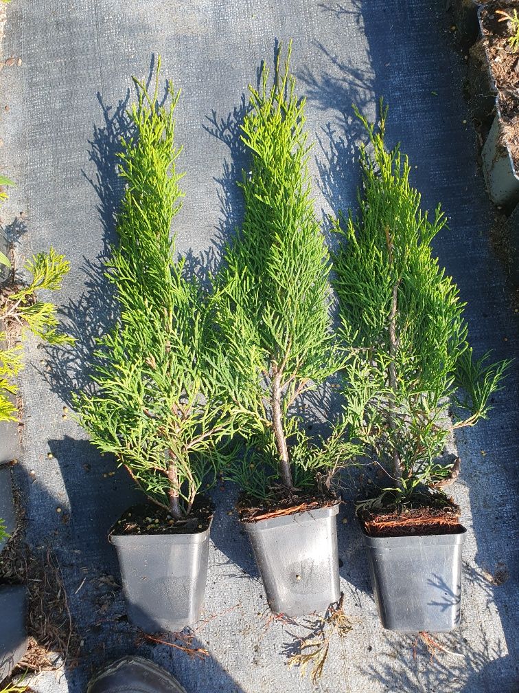 Tuja, thuja Szmaragd smaragd p9 40-60cm Brabant Blue Arrow