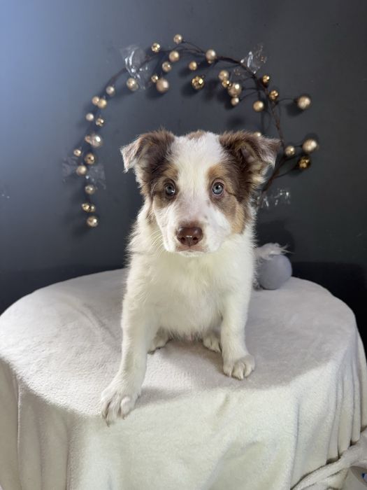 Border Collie Chocolate fantAUstico