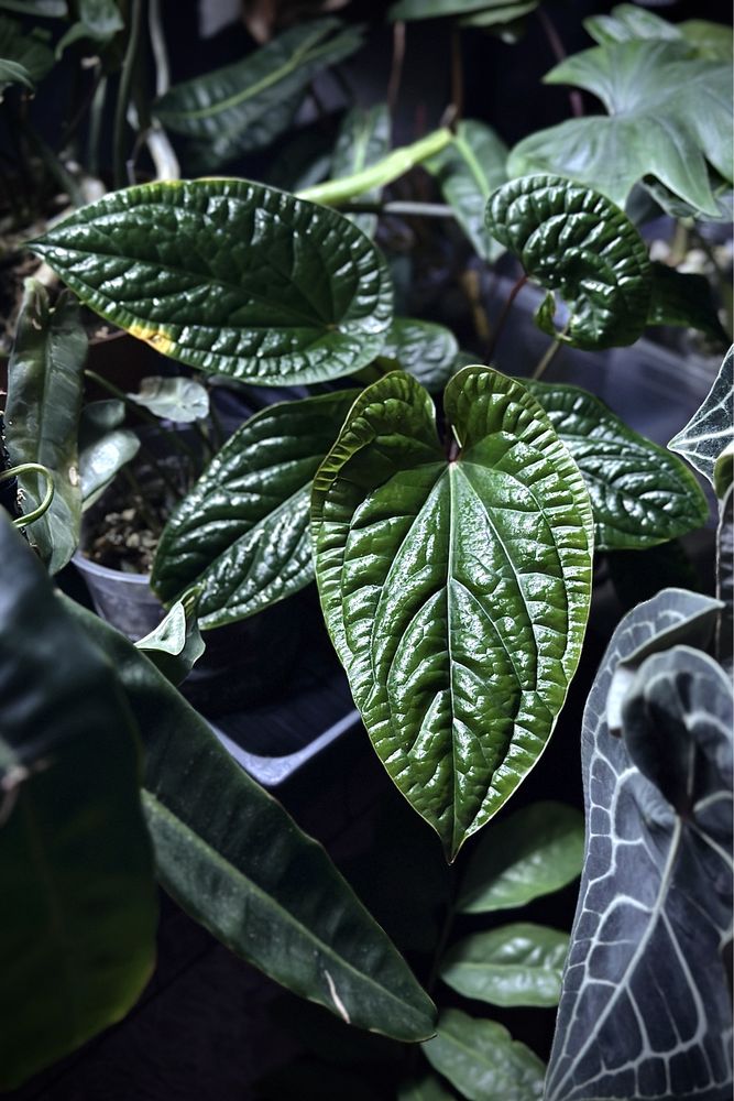 Anthurium radicans x luxurians - kolekcjonerskie Anturium XL - duże!