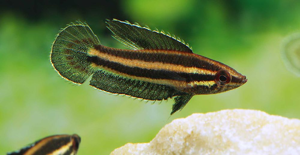 Sumatrzak gunawani - Parosphromenus gunawani - dowóz, wysyłka