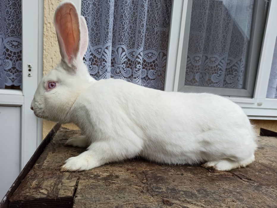 Кролі породи термондська біла,термонці,термонська біла,термони