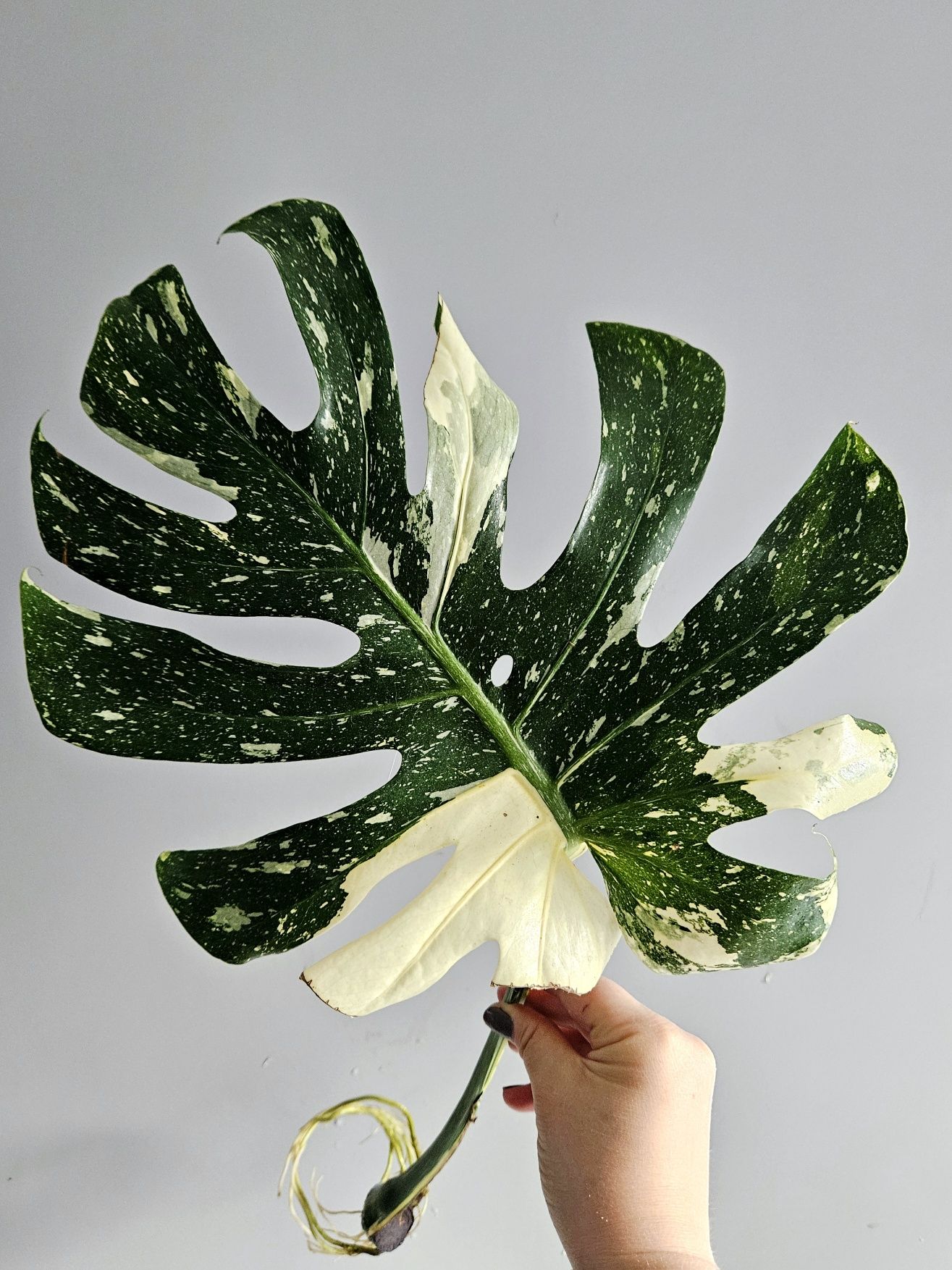 Wielka pędówka monstera Thai Constellation mocno nakrapiana ukorzenion