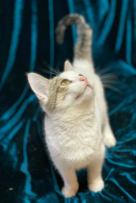 Отдам даром в добрые руки полосато-белую кошечку