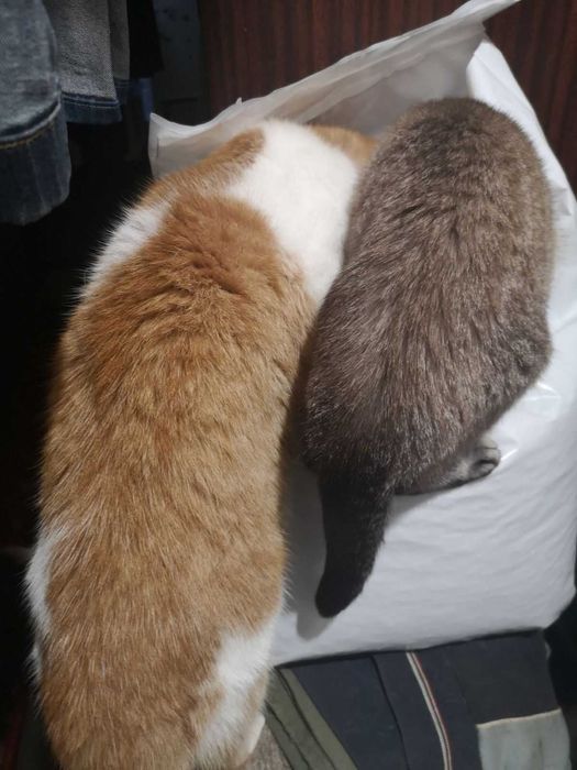 STARDEYL якісний корм для стерилізованих котів  у м.Баштанка за700грн!