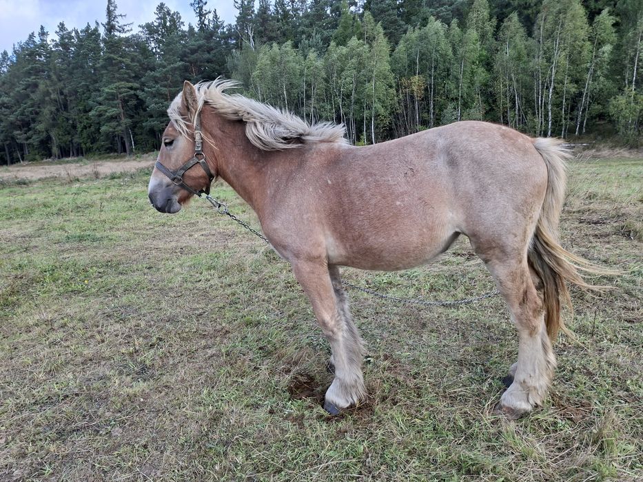 Sprzedam zrebicę zimnokrwistą