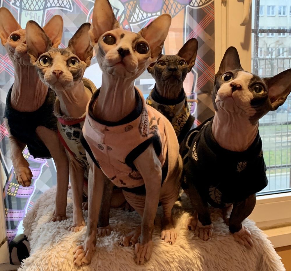 SPHYNX • przekochane Dzieci jak małpki, Psy‼️ Kociak czeka na ciebie!