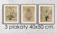 plakaty vintage botaniczne komplet 3 sztuki 40x50 bez ram