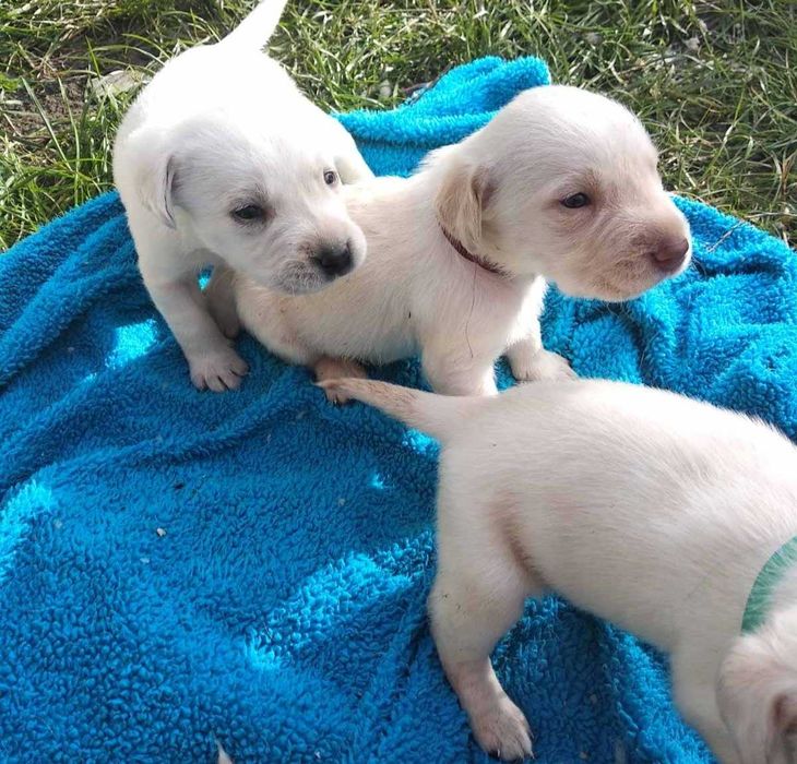 Лабрадор для вязки