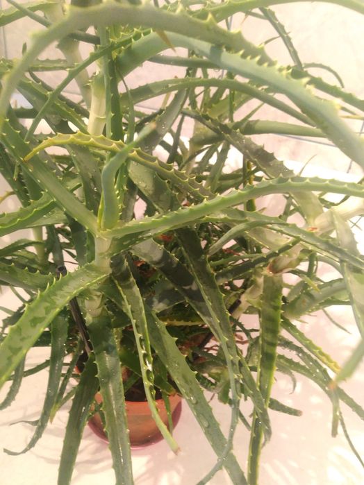 Pilnie sprzedam duży aloes olbrzym - do negocjacji - odbiór osobisty