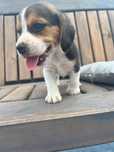 Beagle tricolor chip