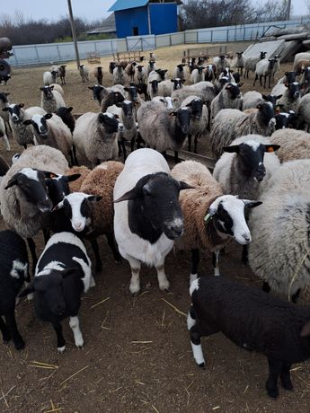 Романівські вівці кітні від Дорпера
