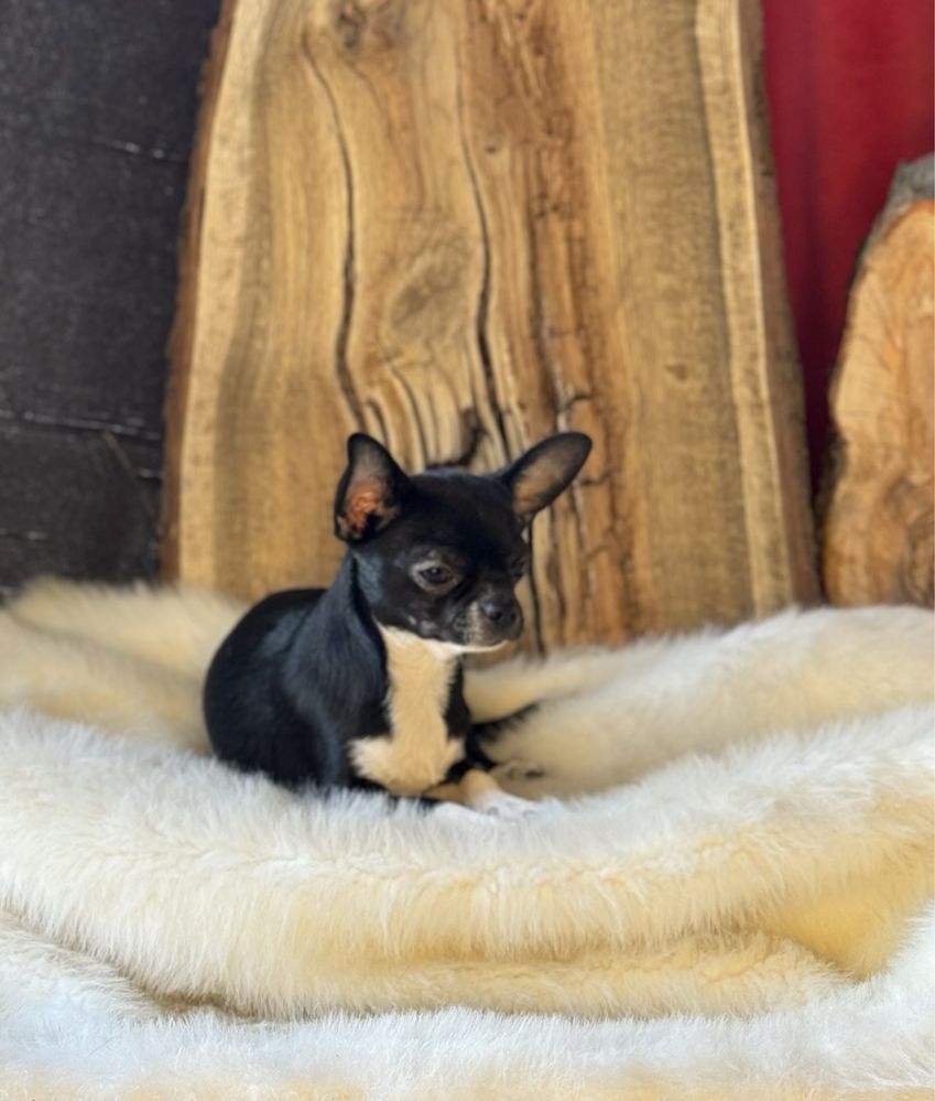 Sprzedam przepięknego pieska Chihuahua