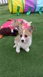 Suczka Welsh Corgi Pembroke FCI