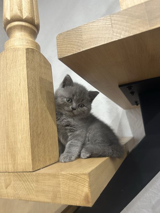 Прямовухий шотландець котик