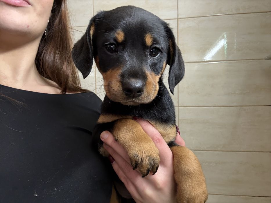 Caes bebes para adoção