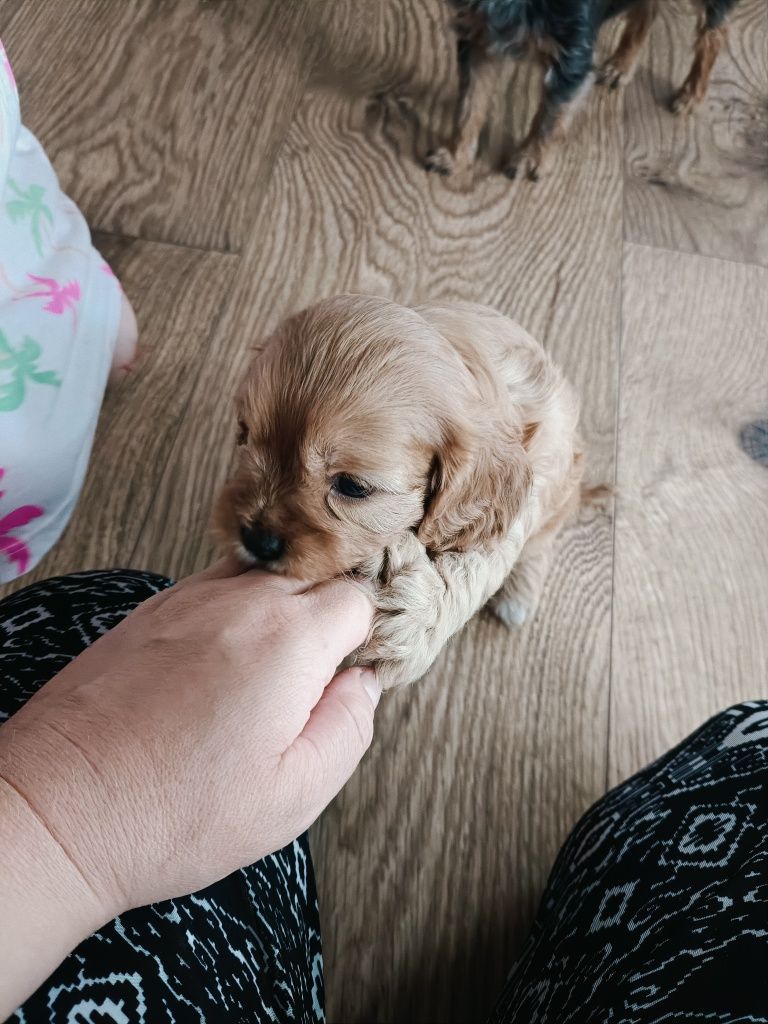 Cavapoo - rudy piesek