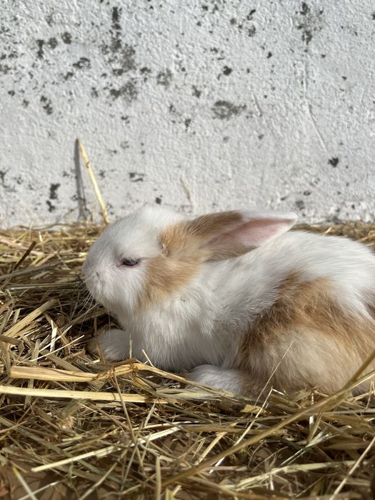 Coelhos anoes lindos.