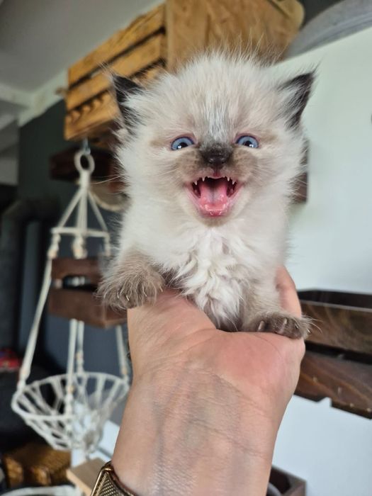 po Championach rodowód FPL FIFE Neva Masquerade kotka kot Syberyjski