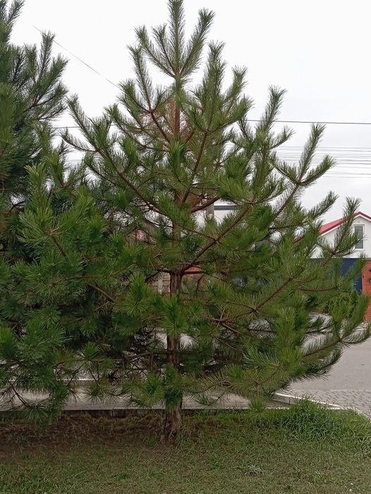 Сосна под сруб продам