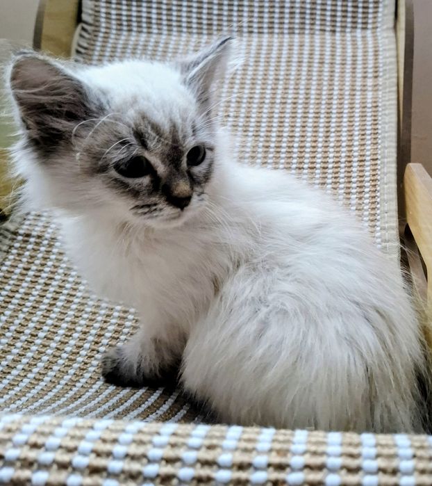 Chłopcy Neva Maesqerade FPL