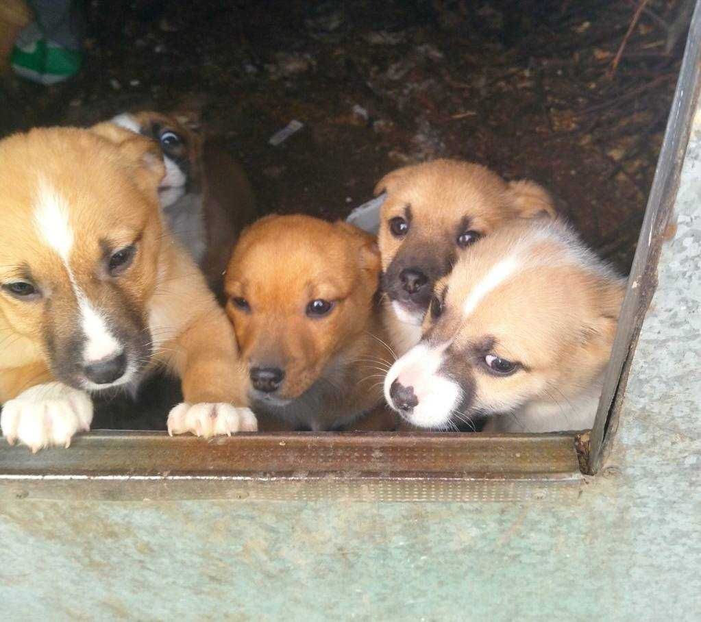 віддам в добрі руки